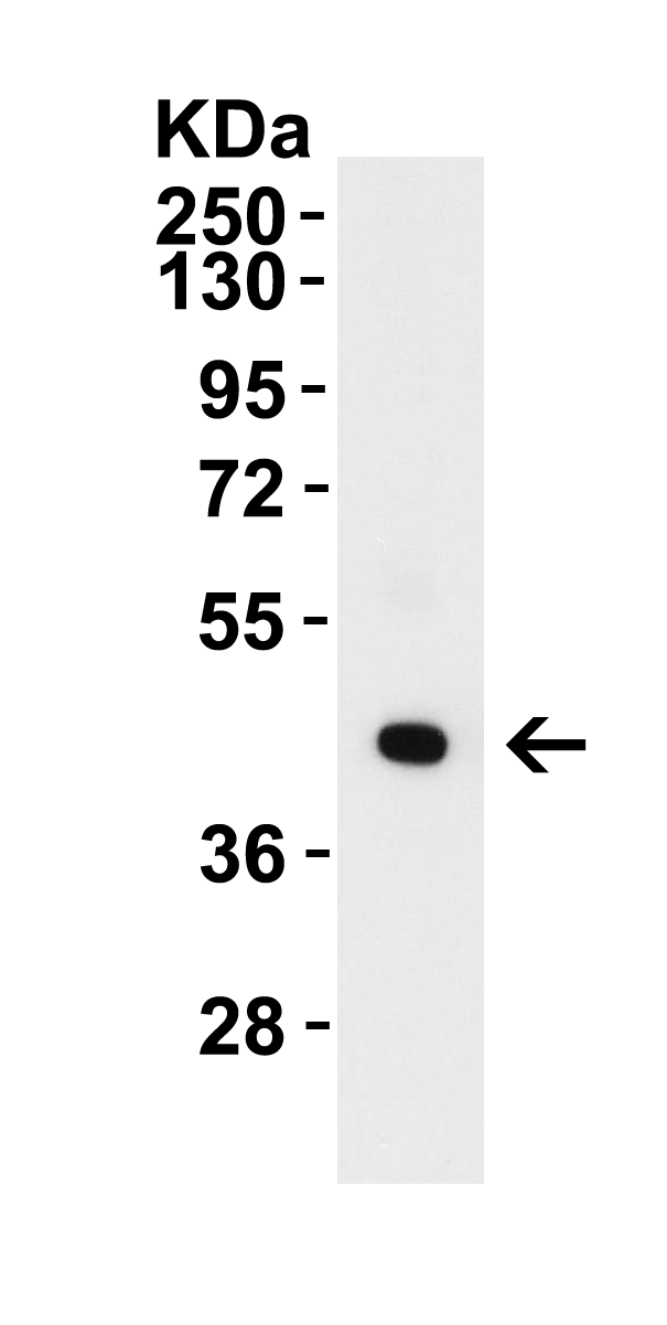 ZBP1 Antibody