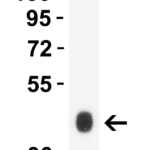 <strong>Figure 2 Western Blot Validation in Human Brain</strong><br> Loading: 10 μg of lysates per lane. Antibodies: ZBP1 4401, 1 μg/mL, 1h incubation at RT in 8% NFDM/TBST. Secondary: Goat anti-rabbit IgG HRP conjugate at 1:10,000 dilution.