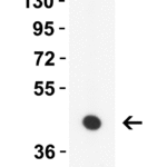 <strong>Figure 3 Western Blot Validation in Mouse Brain </strong><br>Loading: 10 μg of lysates per lane. Antibodies: ZBP1 4401, 1 μg/mL, 1h incubation at RT in 5% NFDM/TBST. Secondary: Goat anti-rabbit IgG HRP conjugate at 1:10,000 dilution.