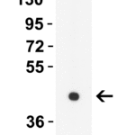 <strong>Figure 4 WB Validation in Rat Brain</strong><br>Loading: 10 μg of lysate. Antibodies: ZBP1 4401, 1 μg/mL , 1 h incubation at RT in 8% NFDM/TBST. Secondary: Goat Anti-Rabbit IgG HRP conjugate at 1:10,000 dilution