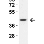 <strong>Figure 5 WB Validation in A549 Cells</strong><br>Loading: 10 μg of lysate. Antibodies: ZBP1 4401, 1 μg/mL , 1 h incubation at RT in 8% NFDM/TBST. Secondary: Goat Anti-Rabbit IgG HRP conjugate at 1:10,000 dilution