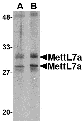 MettL7A Antibody