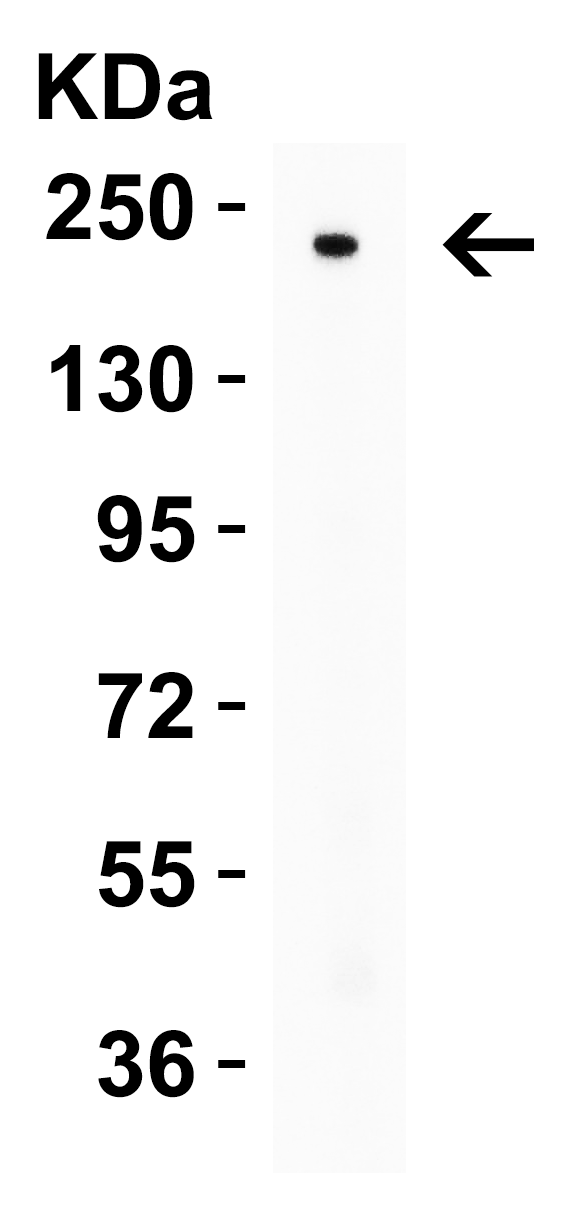 Nephrin Antibody