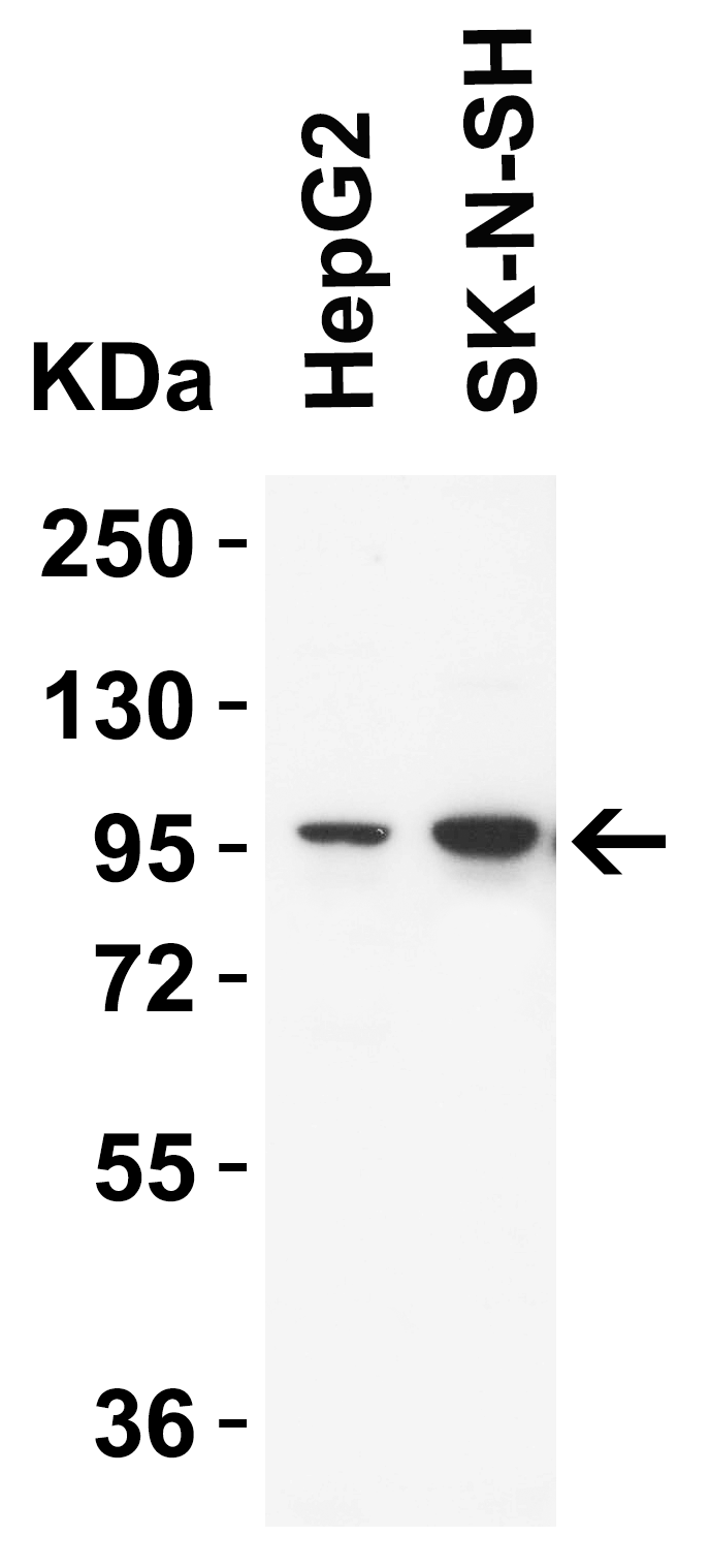 TRPV4 Antibody