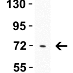 <strong>Figure 3 WB Validation in Rat Spleen</strong><br>Loading: 15 μg of lysate Antibodies: BTK, 3395, 0.5 μ g/mL, 1 h incubation at RT in 5% NFDM/TBST. Secondary: Goat Anti-Rabbit IgG HRP conjugate at 1:10000 dilution.