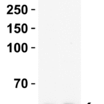<strong> Figure 1 WB Validation  in Human Tissues </strong><br>Loading: 15 μg of lysate Antibodies:  Caspase-8, 3473, 1 μ g/mL , 1 h incubation at RT in 5% NFDM/TBST. Secondary: Goat Anti-Rabbit IgG HRP conjugate at 1:10000 dilution.
