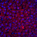 <strong>Figure 8 Immunofluorescence Validation of DEDAF in Mouse Liver</strong><br> Immunofluorescent analysis of 4% paraformaldehyde-fixed mouse liver tissue labeling DEDAF with 2227 at 20 μg/mL, followed by goat anti-rabbit IgG secondary antibody at 1/500 dilution (red) and DAPI staining (blue).