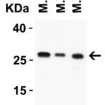 <strong>Figure 2 WB Validation in Mouse Tissues</strong><br>Loading: 15 μg of lysate Antibodies: DEDAF, 2227, 1 μ g/mL, 1 h incubation at RT in 5% NFDM/TBST. Secondary: Goat Anti-Rabbit IgG HRP conjugate at 1:10000 dilution.