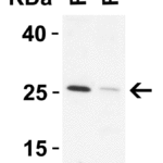 <strong>Figure 3 WB Validation in Rat Tissues</strong><br>Loading: 15 μg of lysate Antibodies: DEDAF, 2227, 1 μ g/mL, 1 h incubation at RT in 5% NFDM/TBST. Secondary: Goat Anti-Rabbit IgG HRP conjugate at 1:10000 dilution.