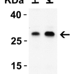 <strong> Figure 1 WB Validation in Human Cells </strong><br>Loading: 15 μg of lysate Antibodies: DEDAF, 2227, 1 μ g/mL , 1 h incubation at RT in 5% NFDM/TBST. Secondary: Goat Anti-Rabbit IgG HRP conjugate at 1:10000 dilution.