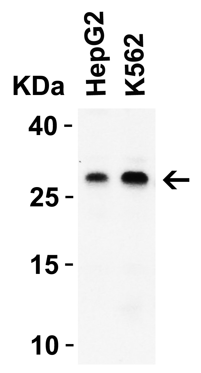 DEDAF Antibody