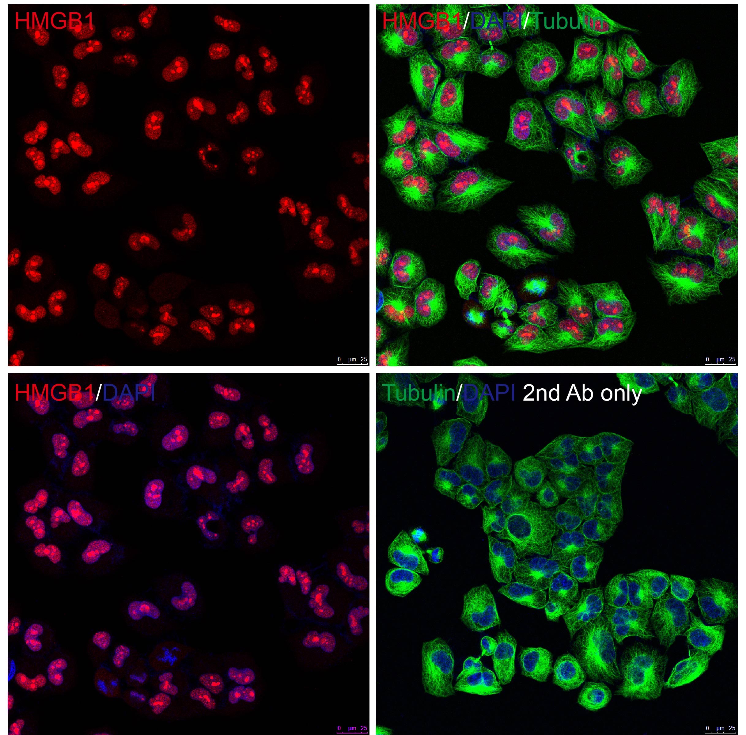HMGB1 Antibody