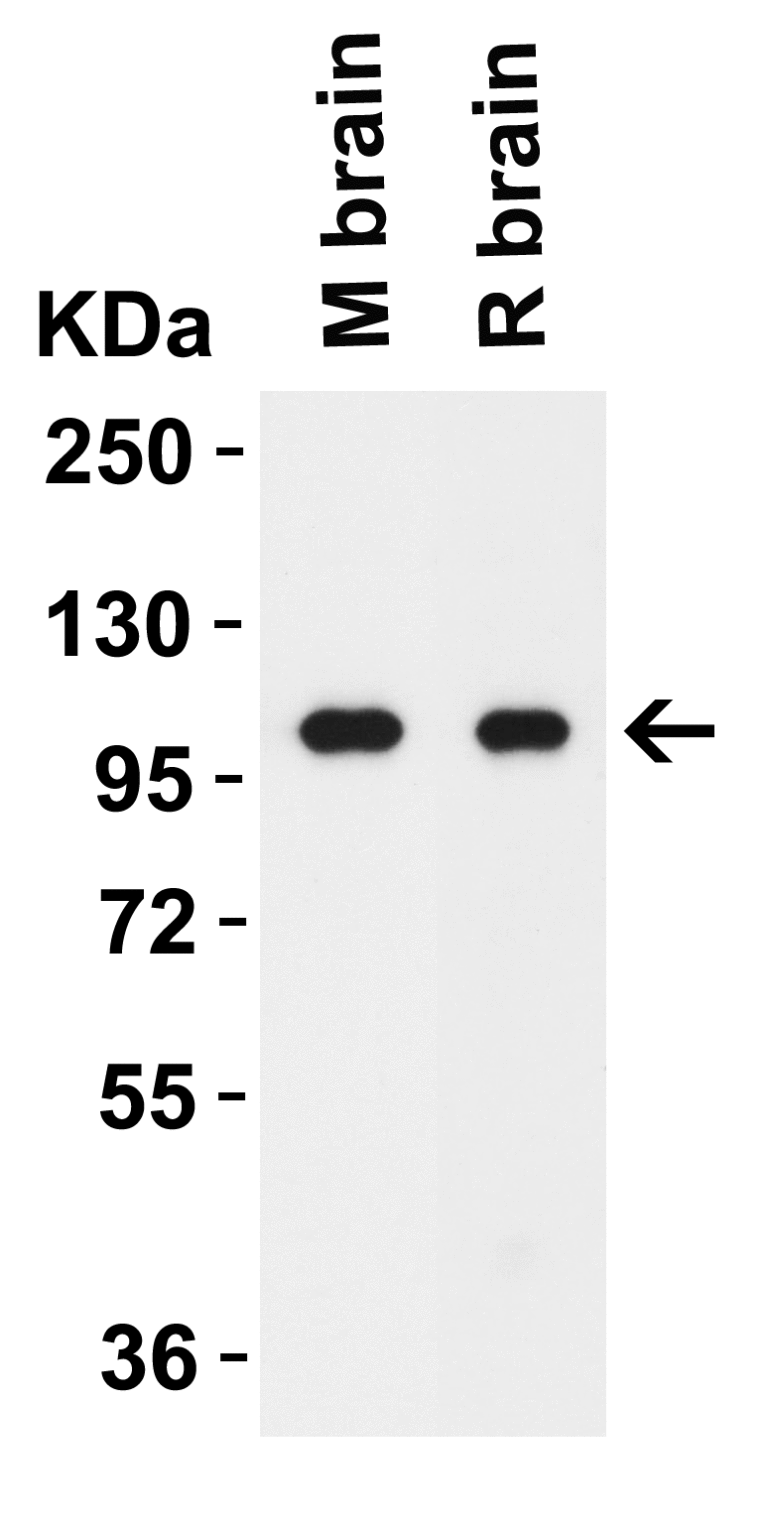 MDA5 Antibody