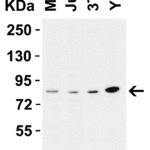 <strong> Figure 1 WB Validation in Human, Mouse and Rat Cells </strong><br>Loading: 15 μg of lysate Antibodies: RIPK1, 5389,2 μ g/mL , 1 h incubation at RT in 5% NFDM/TBST. Secondary: Goat Anti-Rabbit IgG HRP conjugate at 1:10000 dilution.