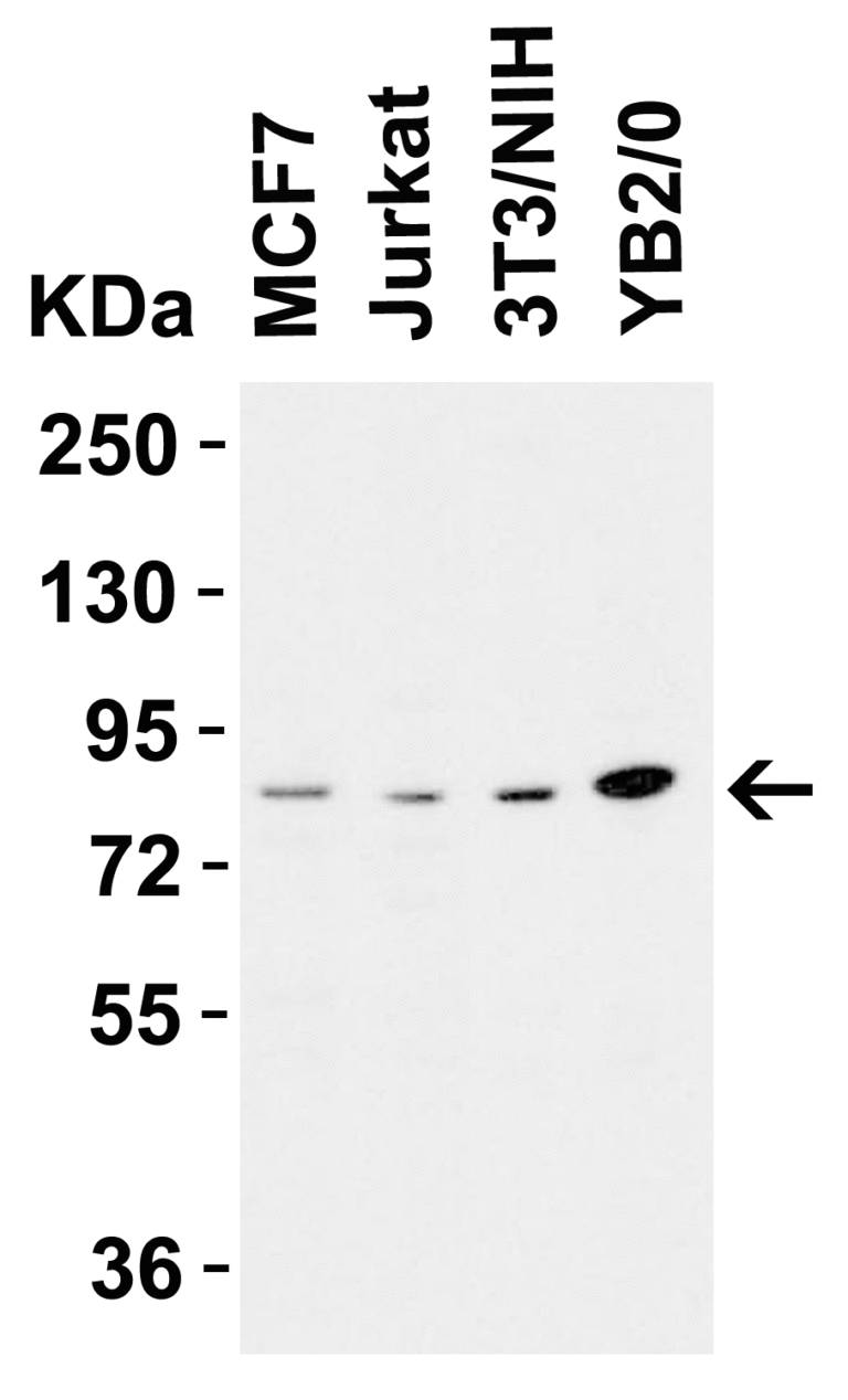 RIPK1 Antibody