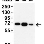 <strong> Figure 3 WB Validation in Rat Tissues </strong><br>Loading: 15 μg of lysate Antibodies: RIPK1, 5389, 2 μ g/mL , 1 h incubation at RT in 5% NFDM/TBST. Secondary: Goat Anti-Rabbit IgG HRP conjugate at 1:10000 dilution.