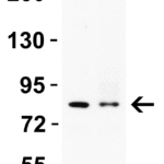 <strong> Figure 1 WB Validation in Human Cells </strong><br>Loading: 15 μg of lysate Antibodies: SARM, 3295, 1 μ g/mL , 1 h incubation at RT in 5% NFDM/TBST. Secondary: Goat Anti-Rabbit IgG HRP conjugate at 1:10000 dilution.