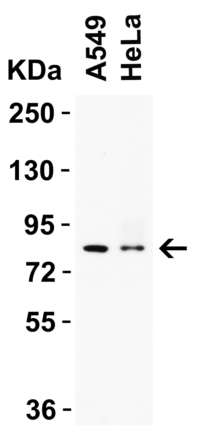 SARM Antibody