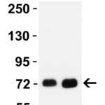 <strong>Figure 2 WB Validation in Mouse Tissues</strong><br>Loading: 15 μg of lysate Antibodies: SARM, 3295, 1 μg/mL, 1 h incubation at RT in 5% NFDM/TBST. Secondary: Goat Anti-Rabbit IgG HRP conjugate at 1:10000 dilution.