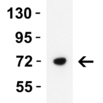 <strong> Figure 3 WB Validation in Rat Testis </strong><br>Loading: 15 μg of lysate Antibodies: SARM, 3295, 2 μ g/mL , 1 h incubation at RT in 5% NFDM/TBST. Secondary: Goat Anti-Rabbit IgG HRP conjugate at 1:10000 dilution.