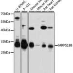 Western blot analysis of extracts of various cell lines, using MRPS18B antibody (14-252) at 1:3000 dilution.<br/>Secondary antibody: HRP Goat Anti-Rabbit IgG (H+L) at 1:10000 dilution.<br/>Lysates/proteins: 25ug per lane.<br/>Blocking buffer: 3% nonfat dry milk in TBST.<br/>Detection: ECL Basic Kit.<br/>Exposure time: 30s.