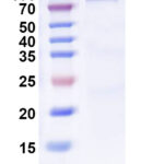 SDS-PAGE for Recombinant SNV Glycoprotein Gn, C-Fc