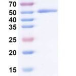 SDS-PAGE for Recombinant SNV Glycoprotein Gc, C-Strep