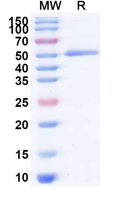 SDS-PAGE for Recombinant SNV Glycoprotein Gc, C-Strep