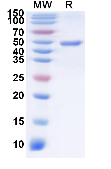SDS-PAGE for Recombinant SNV Glycoprotein Gc, N-His