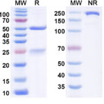 SDS-PAGE for Anti-Hantaan virus/HTNV GP Antibody (3G1)