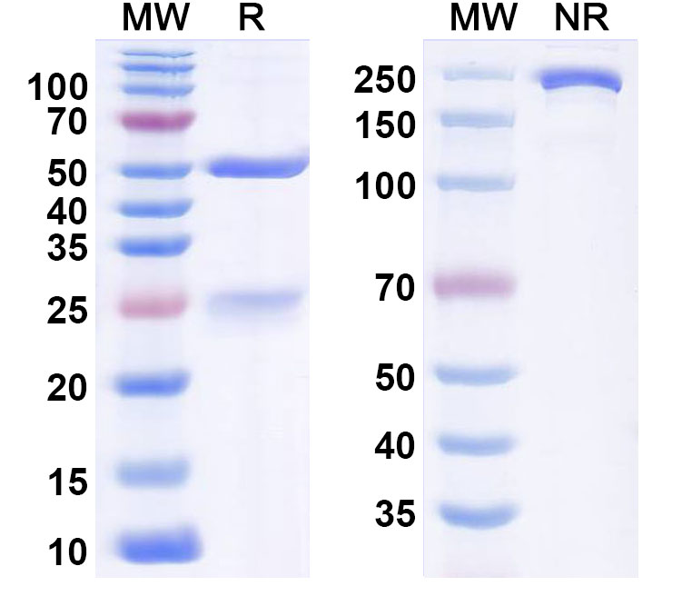 SDS-PAGE for Anti-Hantaan virus/HTNV GP Antibody (3G1)