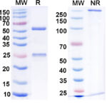 SDS-PAGE for Anti-Hantaan virus/HTNV Glycoprotein N/Gn Antibody (AH100)