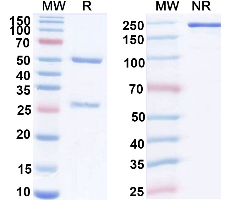 SDS-PAGE for InVivoMAb Anti-Hantaan virus Glycoprotein C/Gc Broad-Neutralizing Antibody (Iv0260)