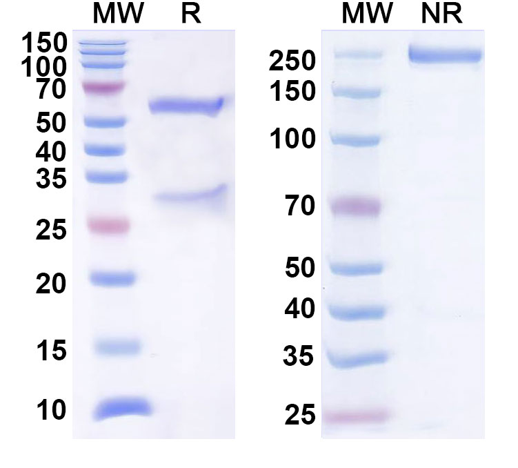 SDS-PAGE for InVivoMAb Anti-Hantaan virus Glycoprotein C/Gc Broad-Neutralizing Antibody (Iv0261)