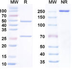 SDS-PAGE for Research Grade Anti-Orthohantavirus puumalaense GP Antibody (ADI-65533)