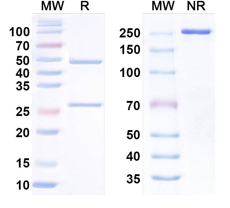 SDS-PAGE for Research Grade Anti-Orthohantavirus puumalaense GP Antibody (ADI-65533)