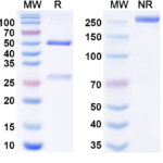SDS-PAGE for Research Grade Anti-Orthohantavirus puumalaense GP Antibody (ADI-65534)