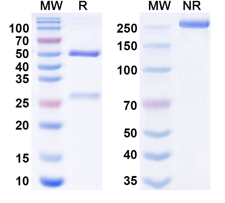 SDS-PAGE for Research Grade Anti-Orthohantavirus puumalaense GP Antibody (ADI-65534)