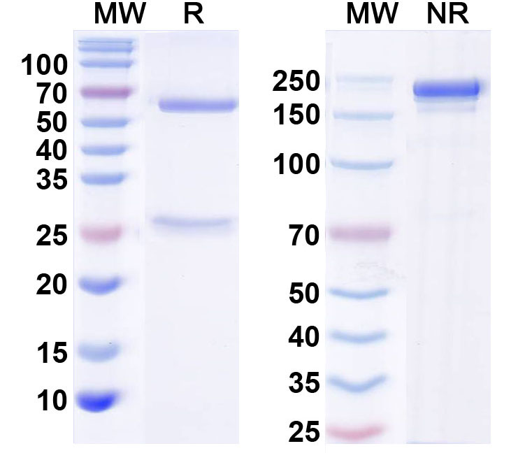 SDS-PAGE for InVivoMAb Anti-Orthohantavirus puumalaense GP/Envelopment polyprotein Antibody (4G2)