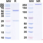SDS-PAGE for Anti-SNV Glycoprotein Gn Antibody (SNV-42)