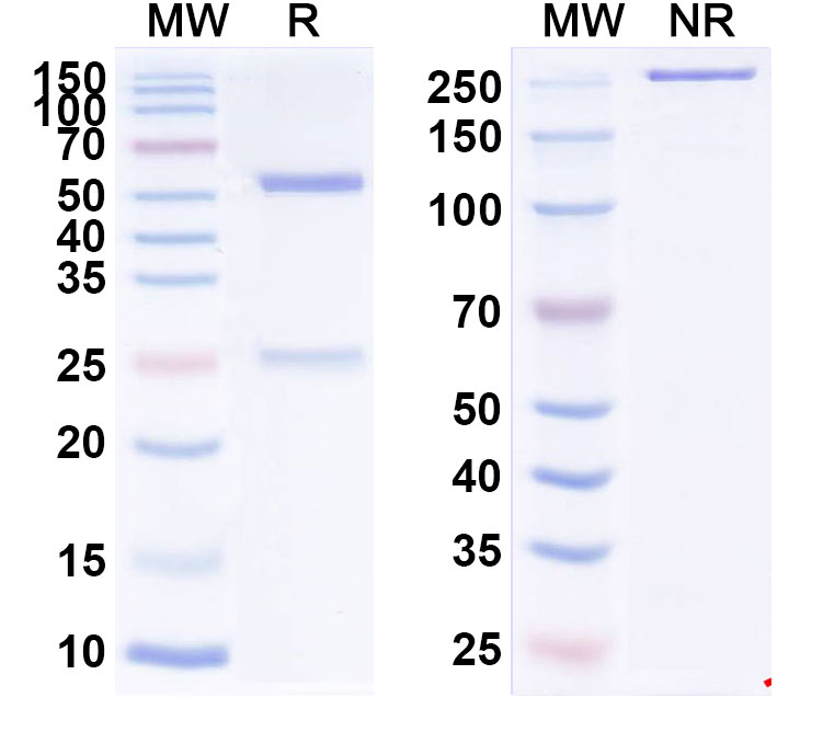 SDS-PAGE for Anti-SNV Glycoprotein Gn Antibody (SNV-42)