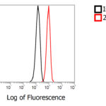 Flow Cytometry Validation of ADAM10 in A549 Cells   1X10^6/mL A549 cells were intracellularly stained with 2 μg/mL of ADAM10 antibody (red) or Rabbit IgG isotype control (black) at RT for 30 min, followed by PSFlo 488 conjugated goat anti-rabbit IgG secondary antibody staining (1:1000) at RT for 30 min. Cells were fixed with 4% PFA and permeabilized with 0.1% Triton X-100 in PBS.