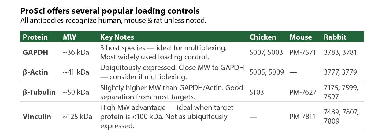 ProSci Loading Controls Table - GAPDH, Beta-Actin, Beta-Tubulin, Vinculin
