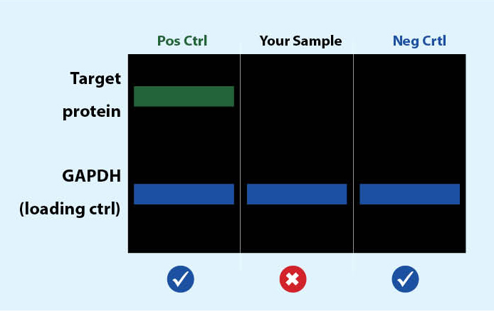 Western Blot Loading Control Diagram showing Positive Control, Sample, and Negative Control