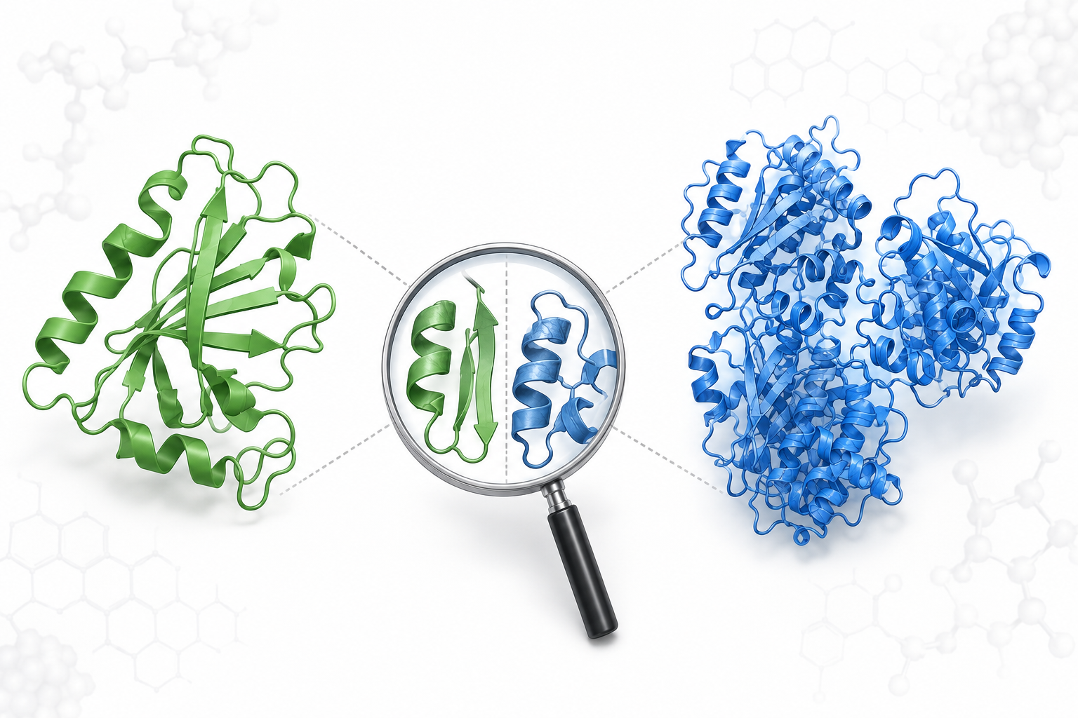 p16INK4a vs p16-ARC protein comparison illustration showing distinct molecular structures