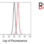 Flow Cytometry Validation of CDKN2A in HeLa Cells 1X10^6/mL HeLa cells were intracellularly stained with 2 μg/mL of CDKN2A antibody (red) or Rabbit IgG isotype control (black) at RT for 30 min, followed by PSFlo 488 conjugated goat anti-rabbit IgG secondary antibody staining (1:1000) at RT for 30 min. Cells were fixed with 4% PFA and permeabilized with 0.1% Triton X-100 in PBS.