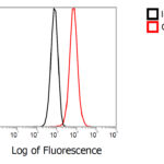 Flow Cytometry Validation of CDKN2A in HeLa Cells 1X10^6/mL HeLa cells were intracellularly stained with 2 μg/mL of CDKN2A antibody (red) or Rabbit IgG isotype control (black) at RT for 30 min, followed by PSFlo 488 conjugated goat anti-rabbit IgG secondary antibody staining (1:1000) at RT for 30 min. Cells were fixed with 4% PFA and permeabilized with 0.1% Triton X-100 in PBS.