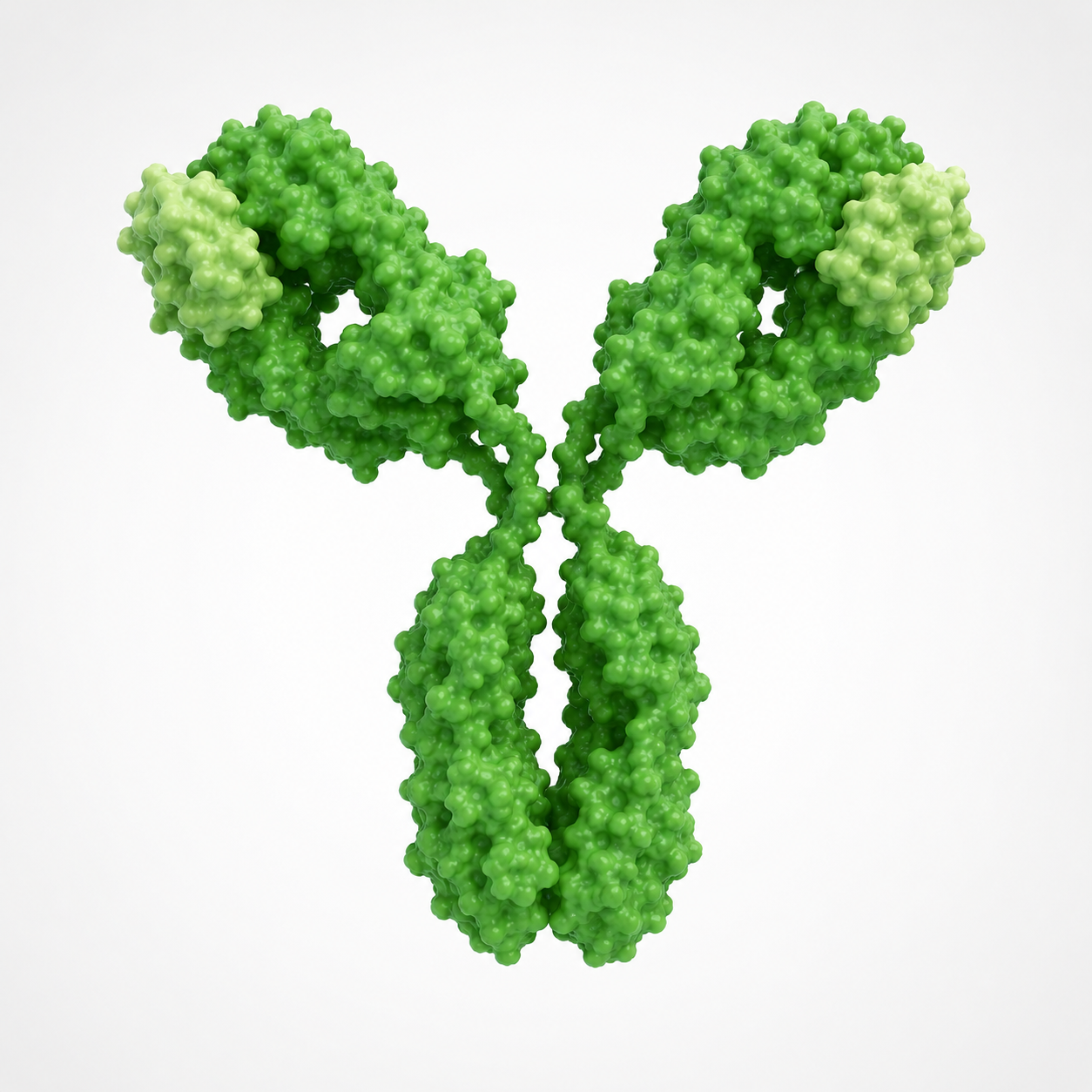 Rabbit recombinant monoclonal antibodies