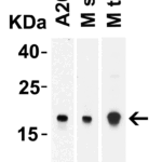 Western Blot Validation of IL-17 in Mouse Cells and Tissues  Loading: 10 μg of lysates per lane. Antibodies: IL-17, PM-10541, 2 μg/mL, 1h incubation at RT in 5% NFDM/TBST.Secondary: Goat anti-mouse IgG HRP conjugate at 1:5000 dilution
