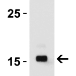 Western Blot Validation of IL-17 with Recombinant Protein  Loading: 30 ng of lysates per lane. Antibodies: IL-17, PM-10541, 0.5 μg/mL, 1h incubation at RT in 5% NFDM/TBST.Secondary: Goat anti-mouse IgG HRP conjugate at 1:5000 dilution